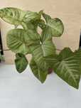 Syngonium milk confetti