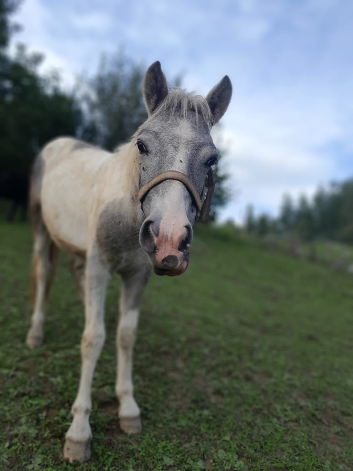 Sprzedam srokatego ogierka kuca