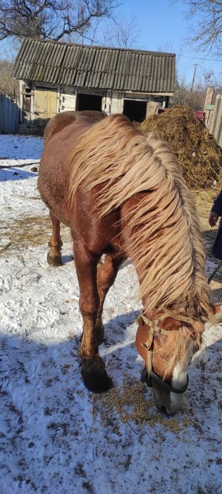 Продам Коня! Терміново