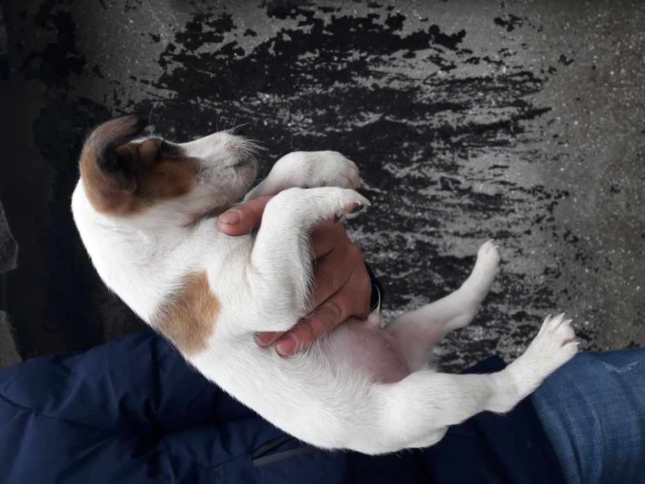 Терьер Мальчики и Девочки