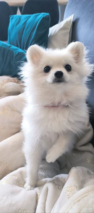 Szpic Miniaturowy - Pomeranian - Biała dziewczynka!