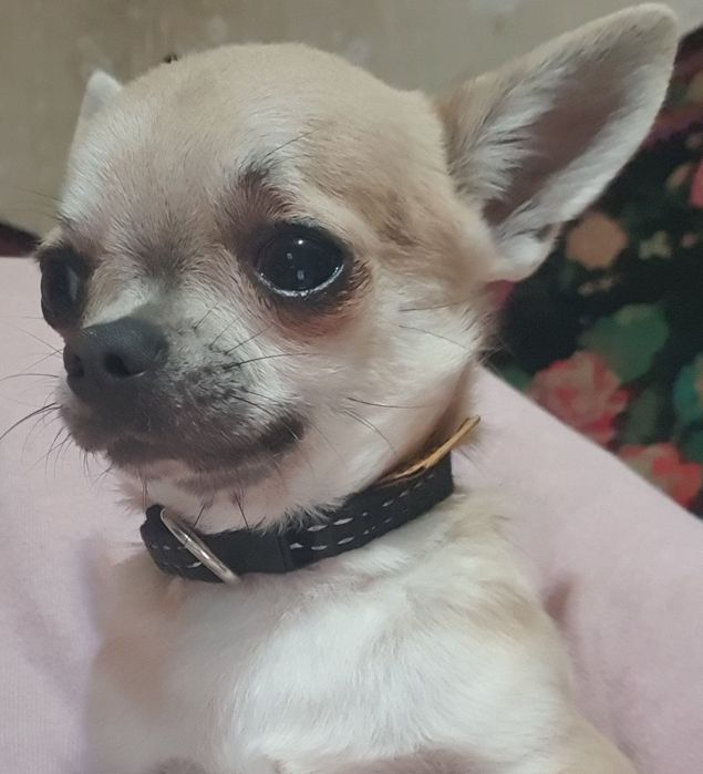 Мини мальчик чихуахуа гладкошерстный