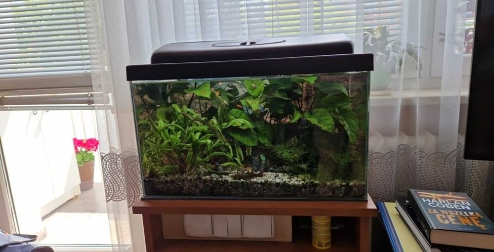 akwarium z rybkami roślinami półką napowietrzaczem 50 l