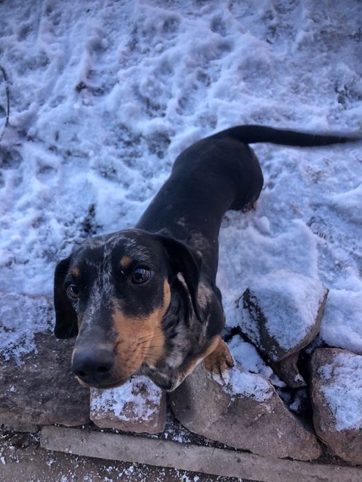 Малюки метиси такси