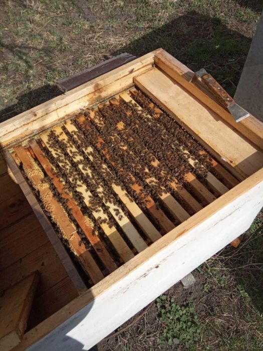 Бджолопакети (рамка дадан або українська)