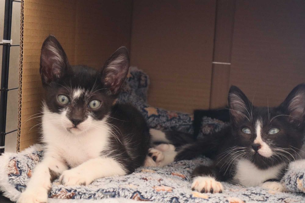 2 Gatinhos à procura de família- Tavira (Algarve)