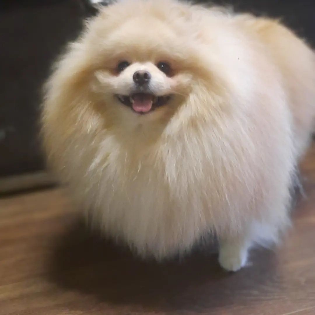 Шпіц кляйн малий German spitz minature на вякзу