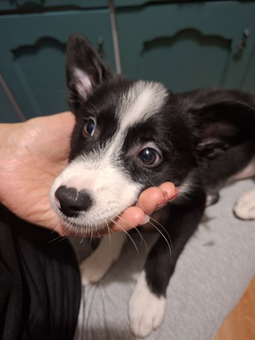 Border collie dziewczynka 4 miesiące
