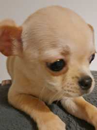 Chihuahua chłopczyk PROMOCJA WEEKENDOWA
