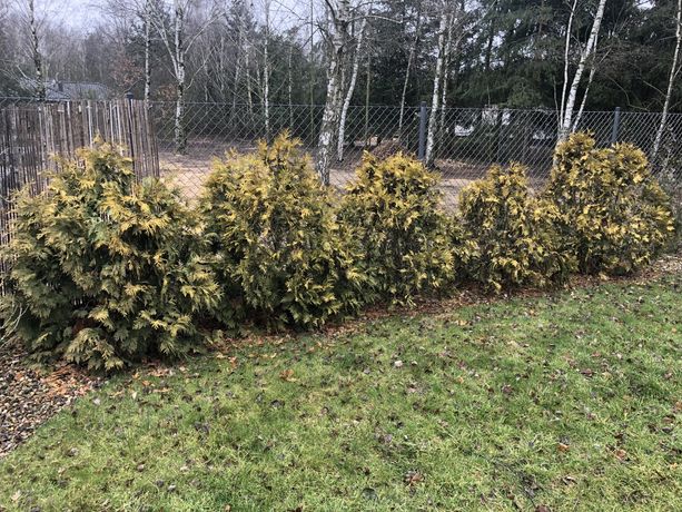 Żywotnik - thuja odmiana złota, ok. 1,5 m, 5 sztuk