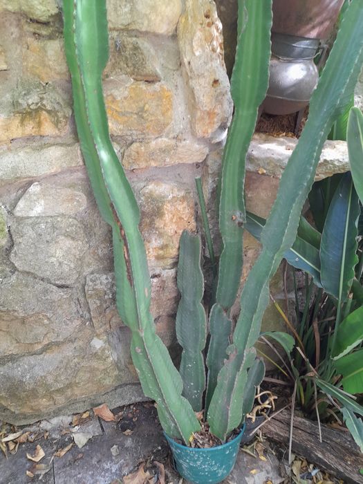 Cactos para exterior.