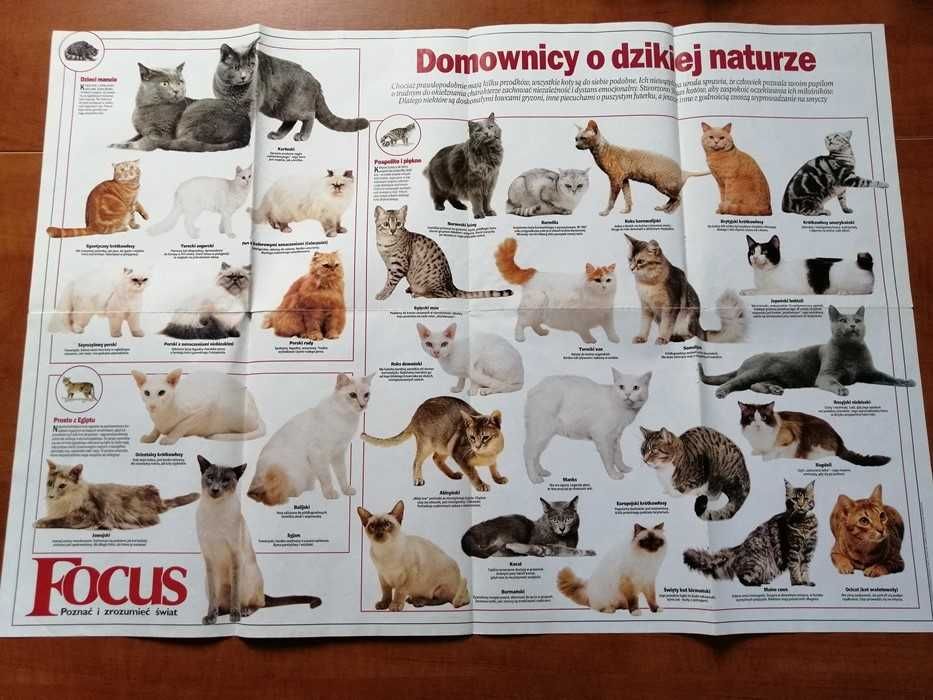 Plakat poster Rasy Psów i Kotów. Duży, dwustronny.