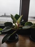 Filodrendro Birkin-Planta