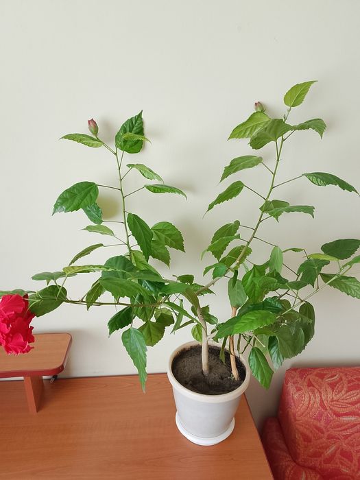 Квітка    Гібіскус (Китайська роза)