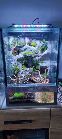 Terarium z roślinami