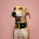 Modelka Runa w typie charta perskiego saluki szuka swojego domu