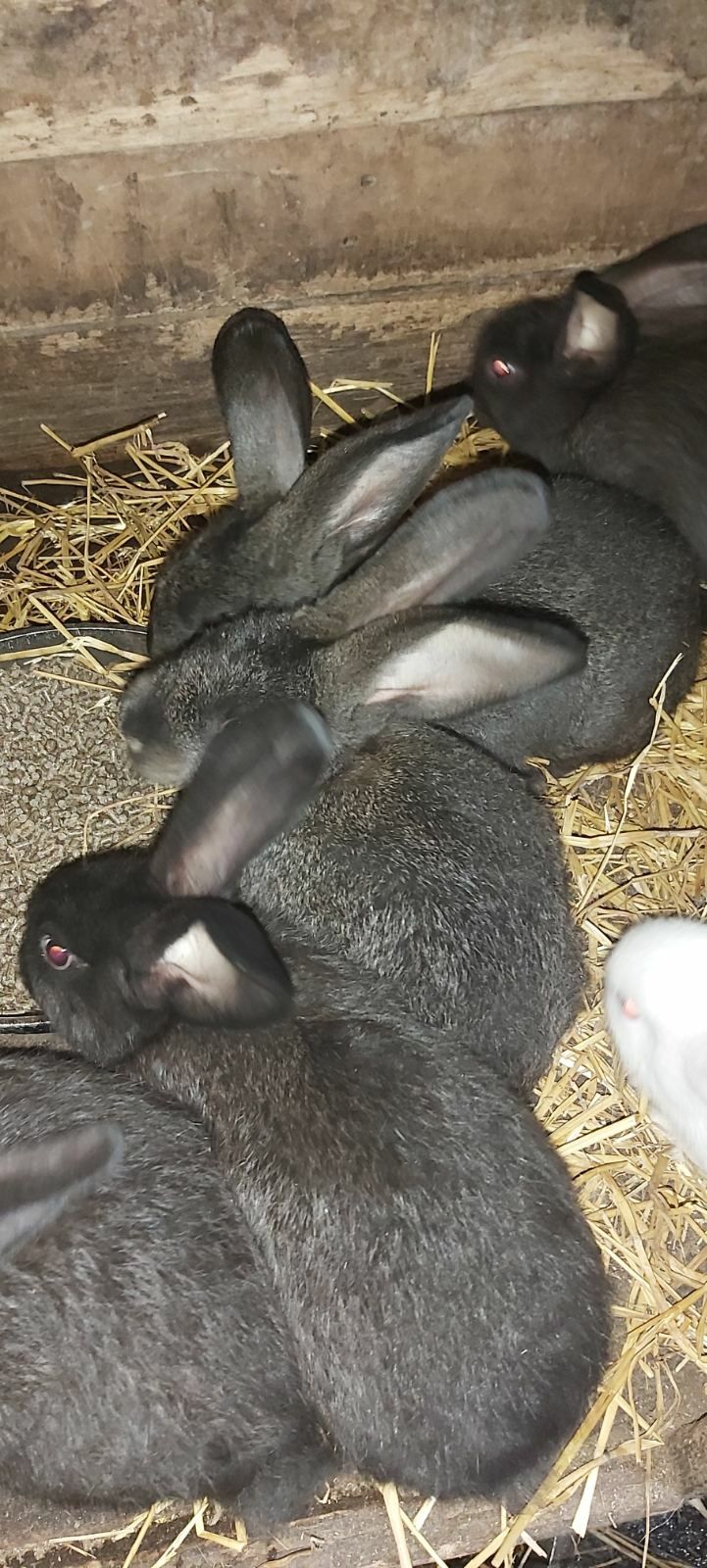 Кроли и крольчата возможно поросние самки и самци