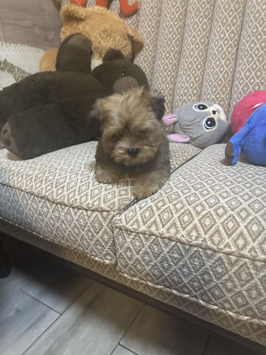 Shorkie york &shih tzu piesek