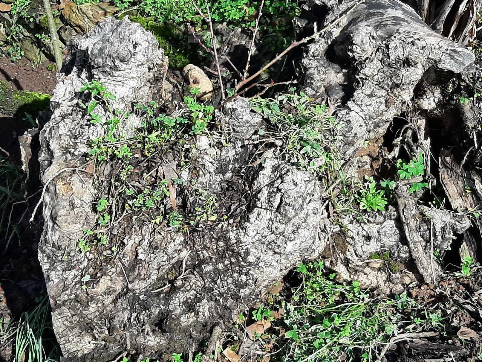 Troncos de oliveiras centenárias para reaproveitamento artístico