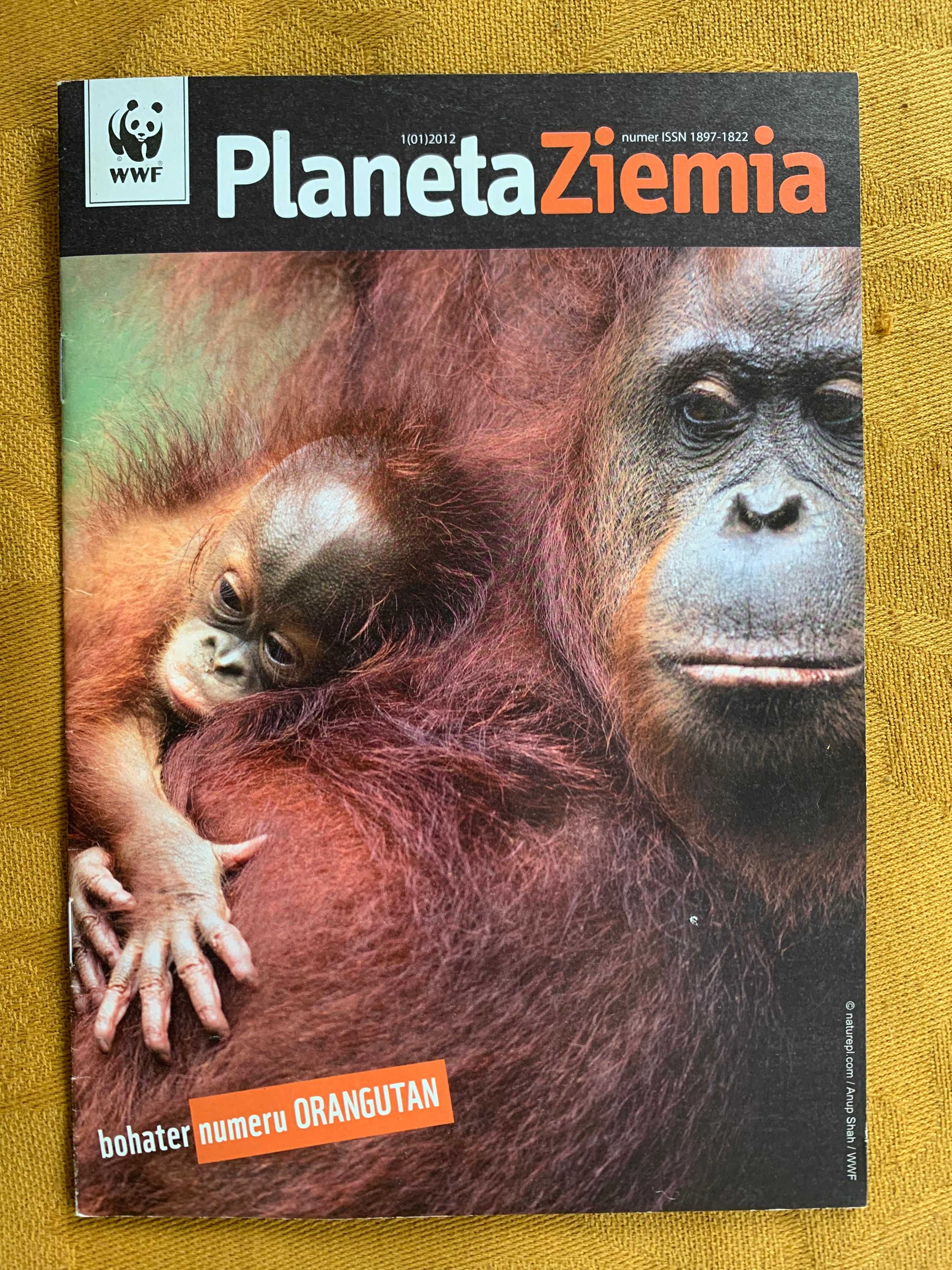Planeta Ziemia - bohater numeru orangutan - WWF