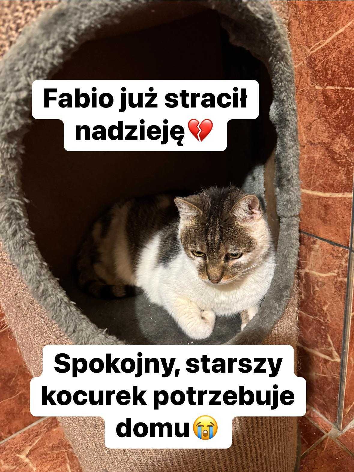 Fabio ok 2 let.pięknie umaszczony kocurek czeka na Ciebie Korabek