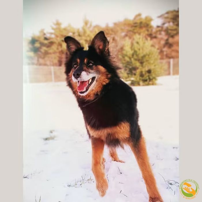 Otto od ponad 6 lat w schronisku, stracił już nadzieję