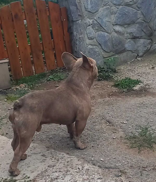 вязка французкий бульдог