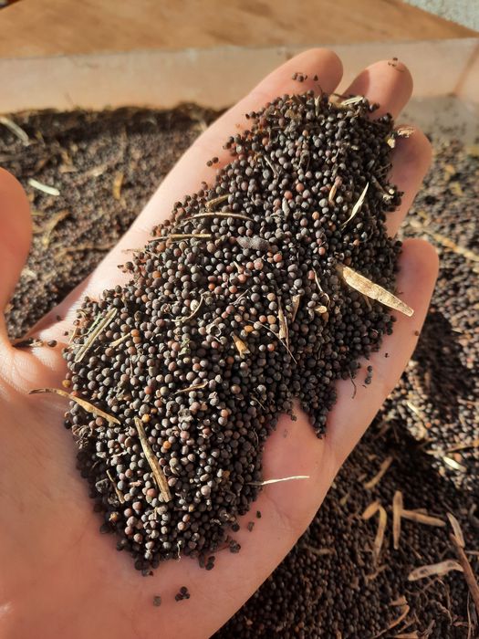 Насіння капусти кейл (кале)