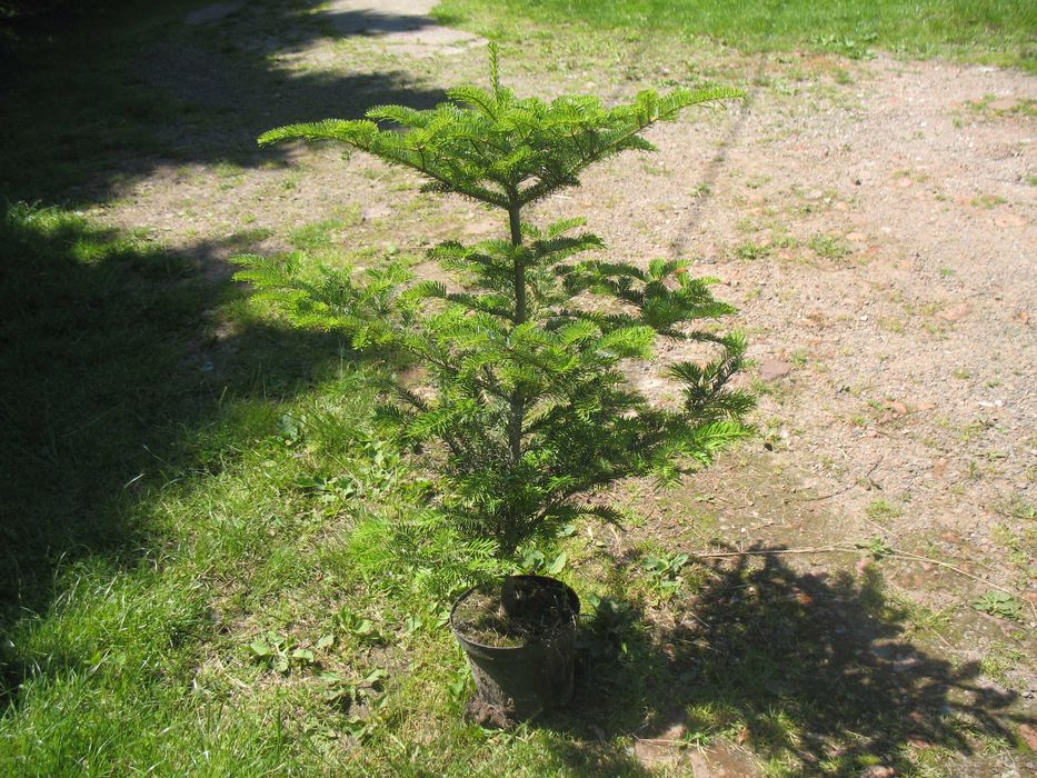 jodła koreańska 80 cm