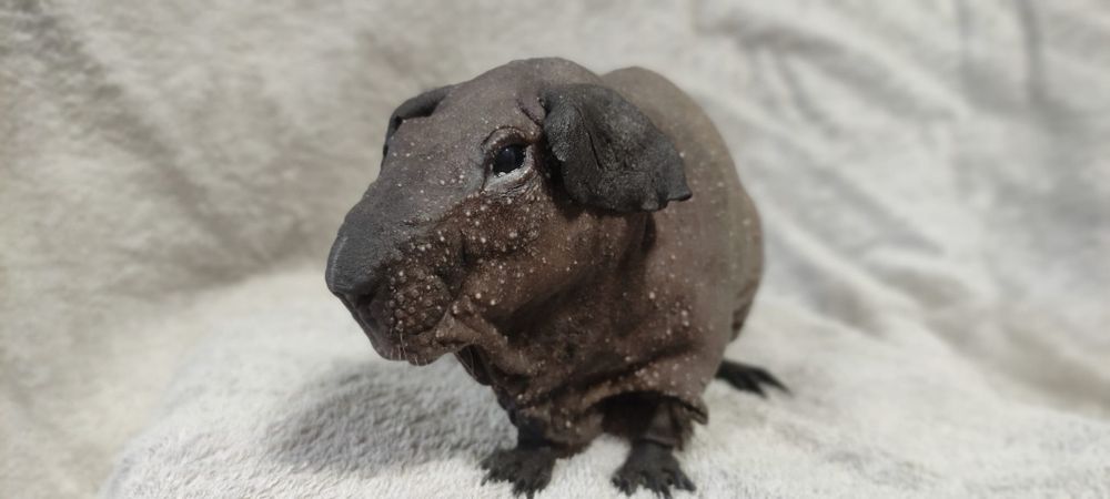 Świnka morska cavia domowa Baldwin skinny łysa z rodowodem