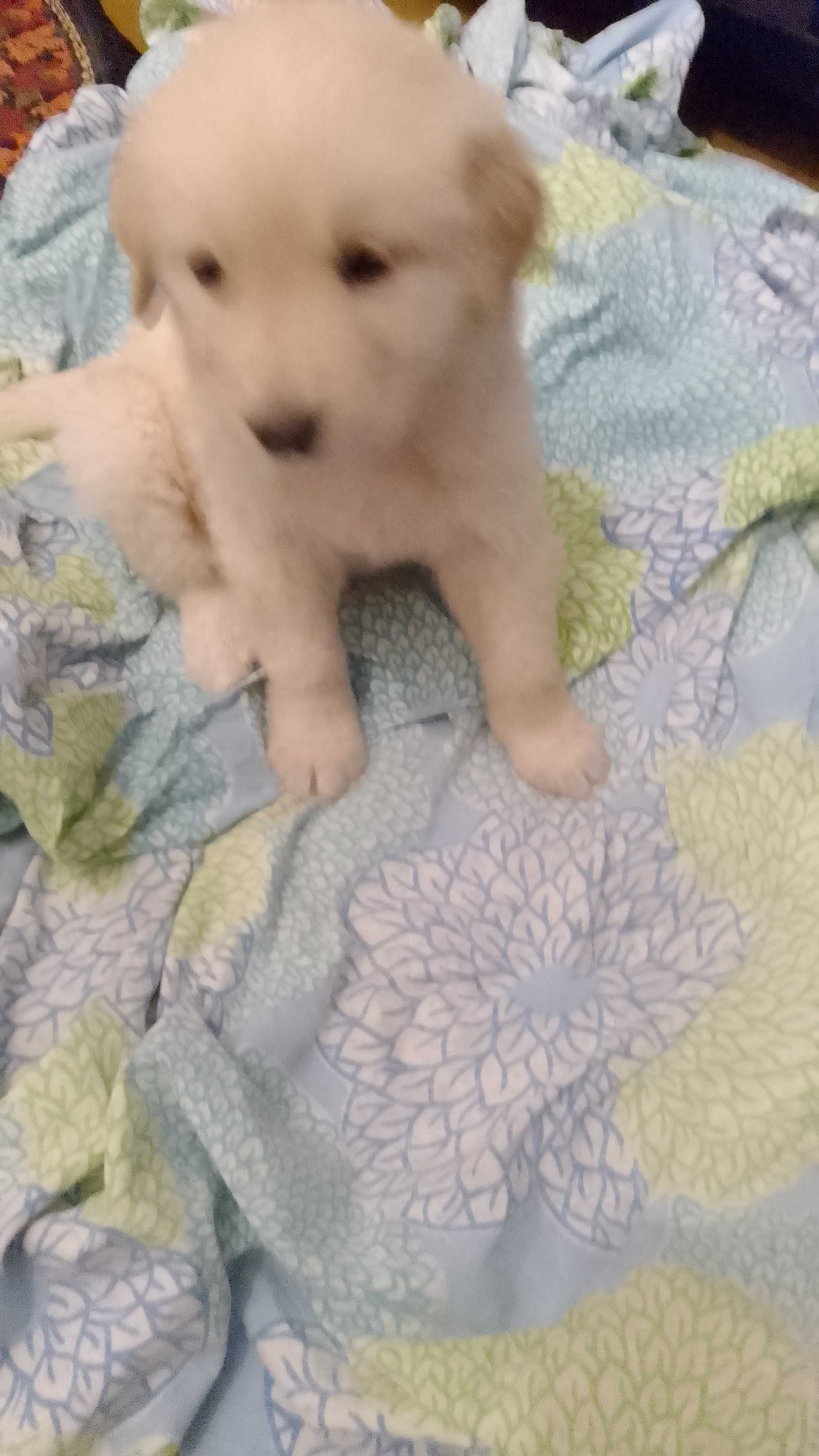 Cadela bébé raça: cão de gado transmontano para adoção GRATUITO