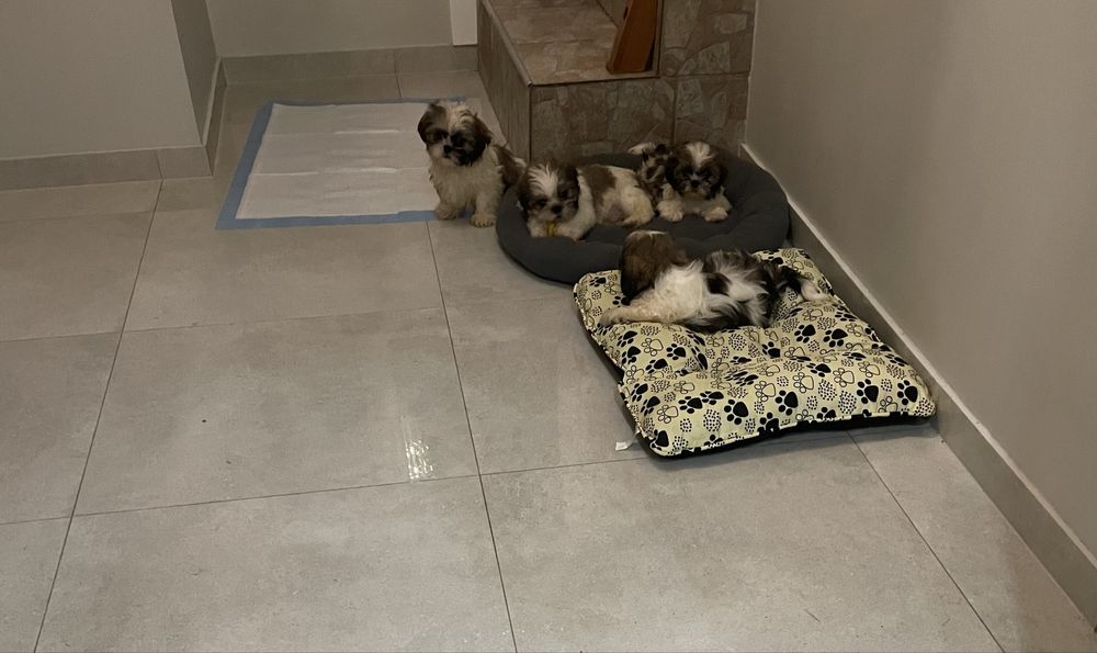 Piesek shih- tzu z pochodzeniem