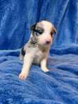 Suczka Border Collie BLUE MERLE