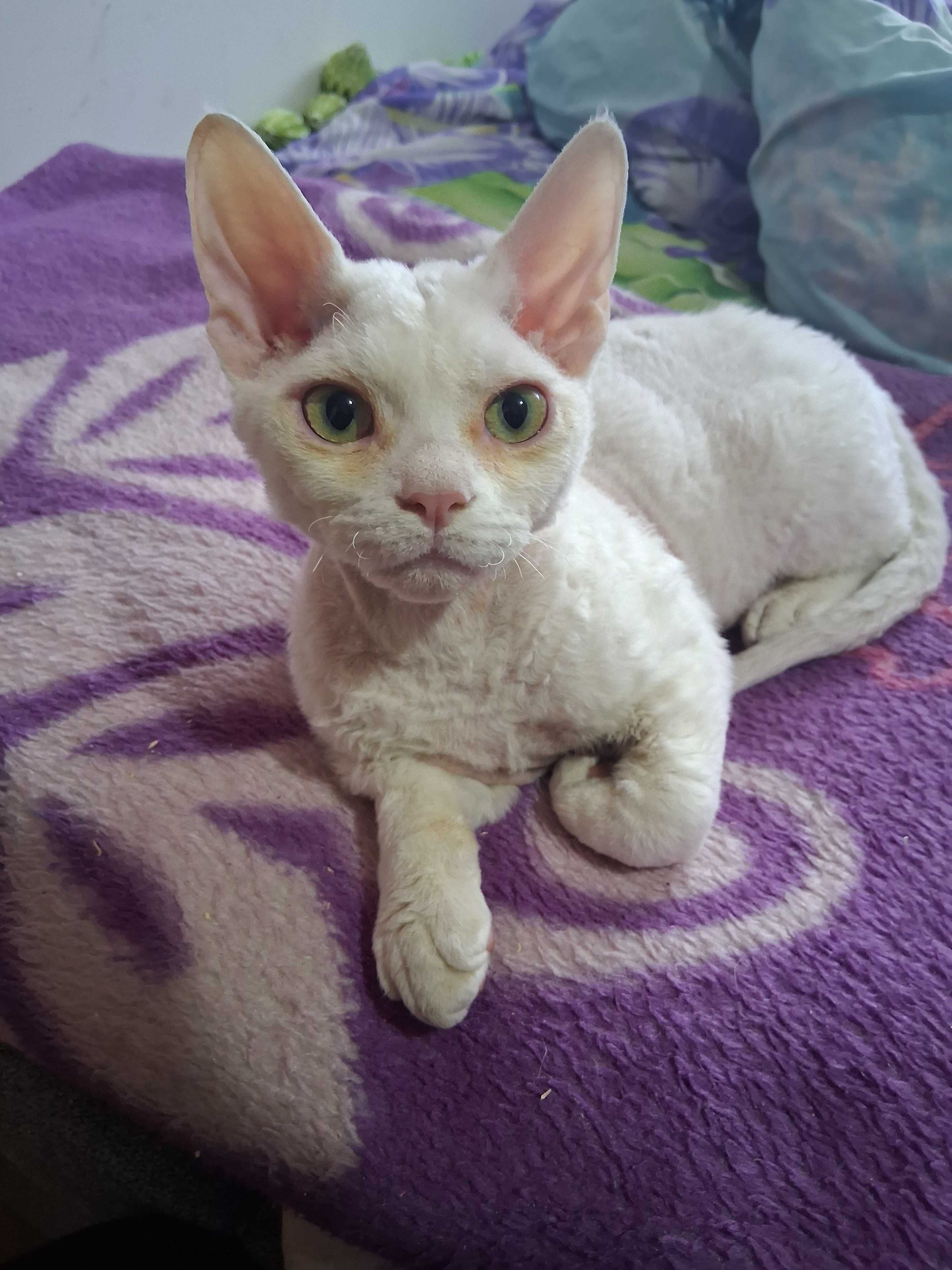 Devon Rex FPL roczny  kocurek