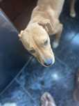 Cachorra de porte grande para adocao