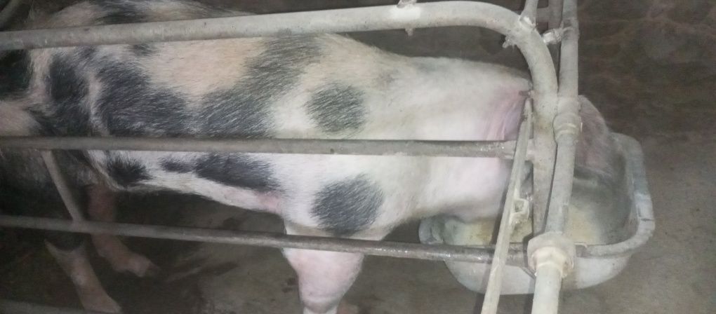 Vendo porca para matança ou para fazer criação