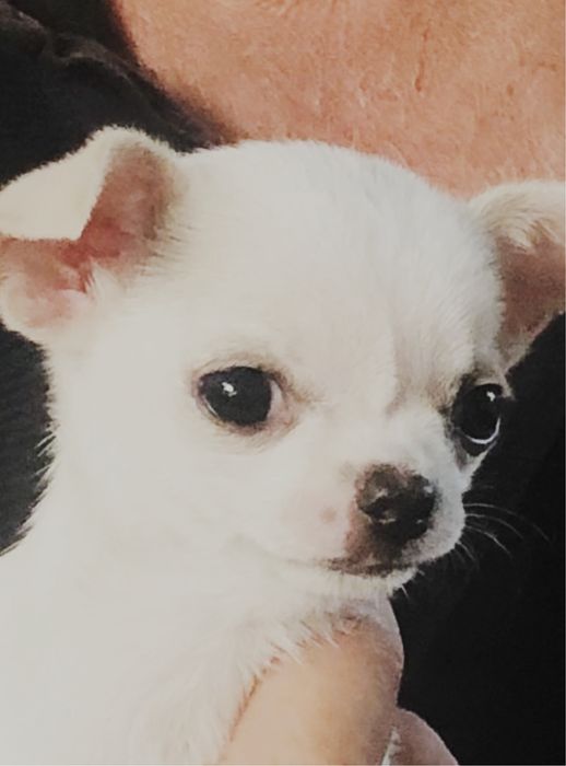 Chihuahua  com 2 meses