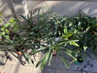 Продам комнатные растения ( Кливия и спатифилиум)