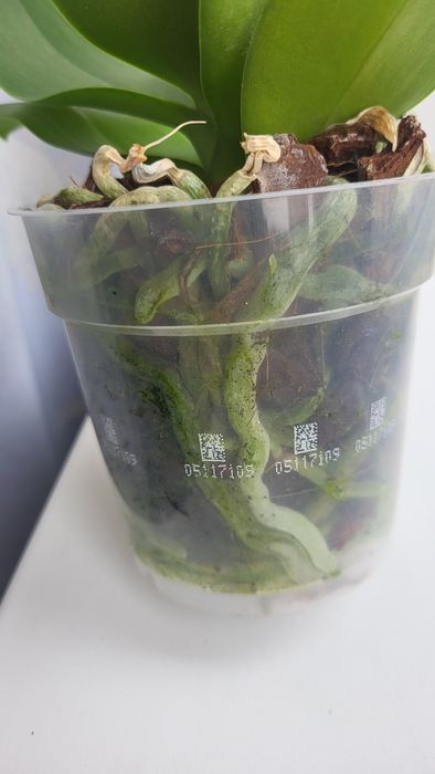 Орхідея фаленопсис