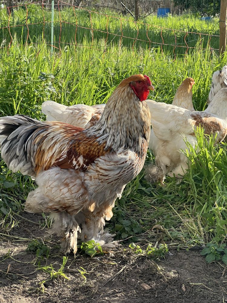 Ovos brahma red pyle