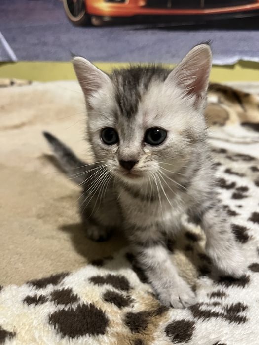 Віддам котиків у добрі руки