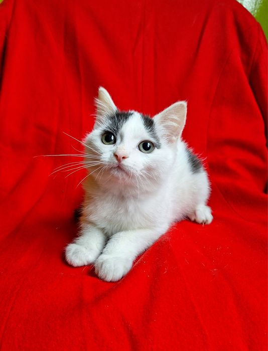 Маленькая плюшевая котёнок девочка ищет дом! Котята в хорошие руки!