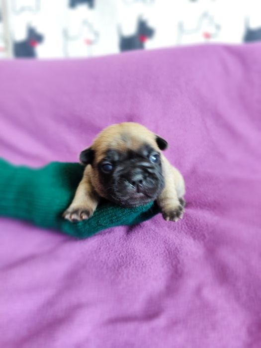 Buldog francuski buldogi francuskie ZKwP FCI