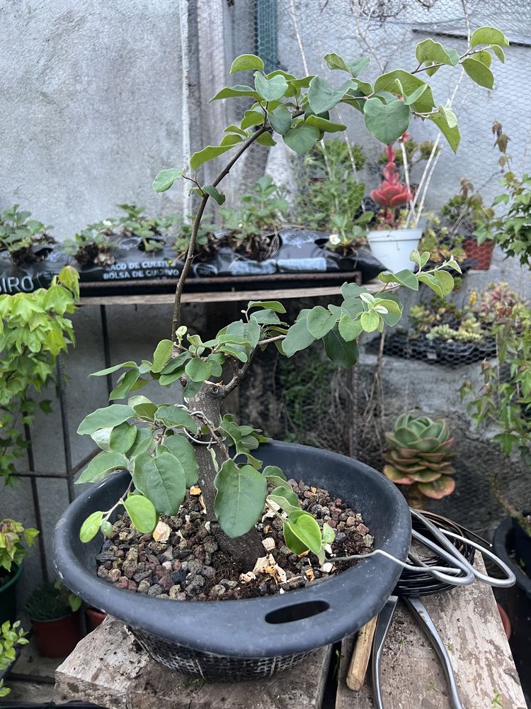 Pré-Bonsai de "Pyrus" (Pereira) - *VENDA URGENTE (DESOCUPAR)*