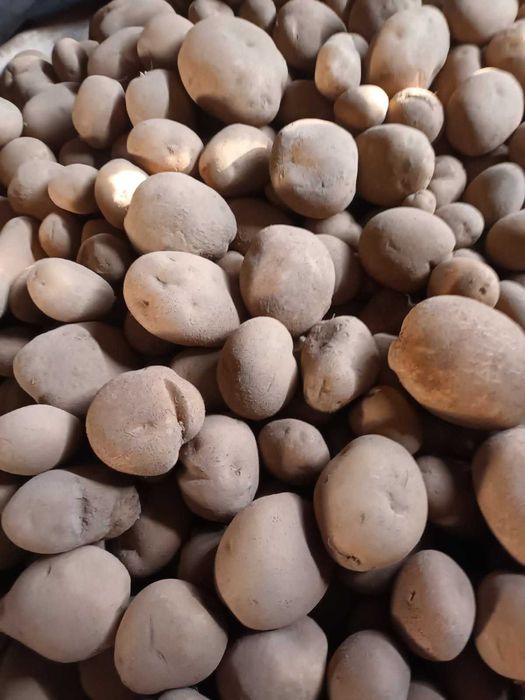 Ziemniaki Gotowe w Skrzynio-Paletach!!! 30 gr./kg