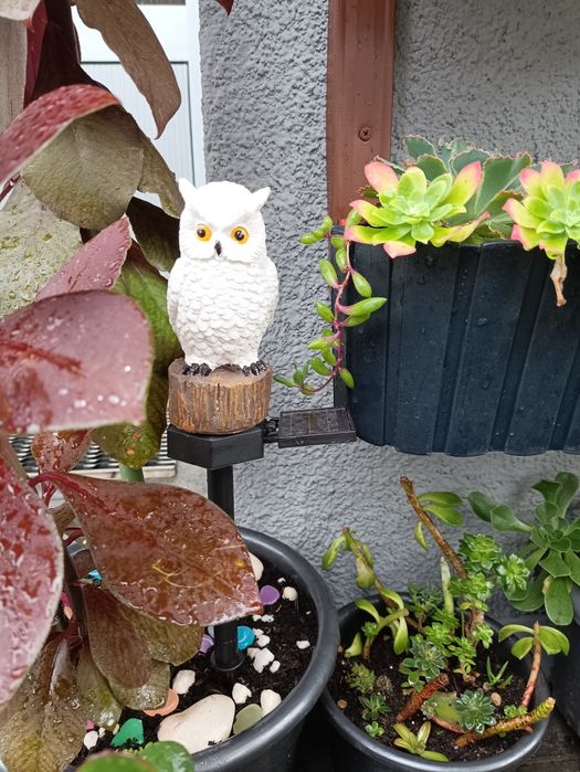 Mocho Coruja Solar para jardim suculentas orquídeas hoya jade plantas