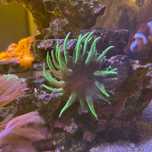 Ukwiał Entacmaea Quadricol Green (zielony) - akwarium morskie