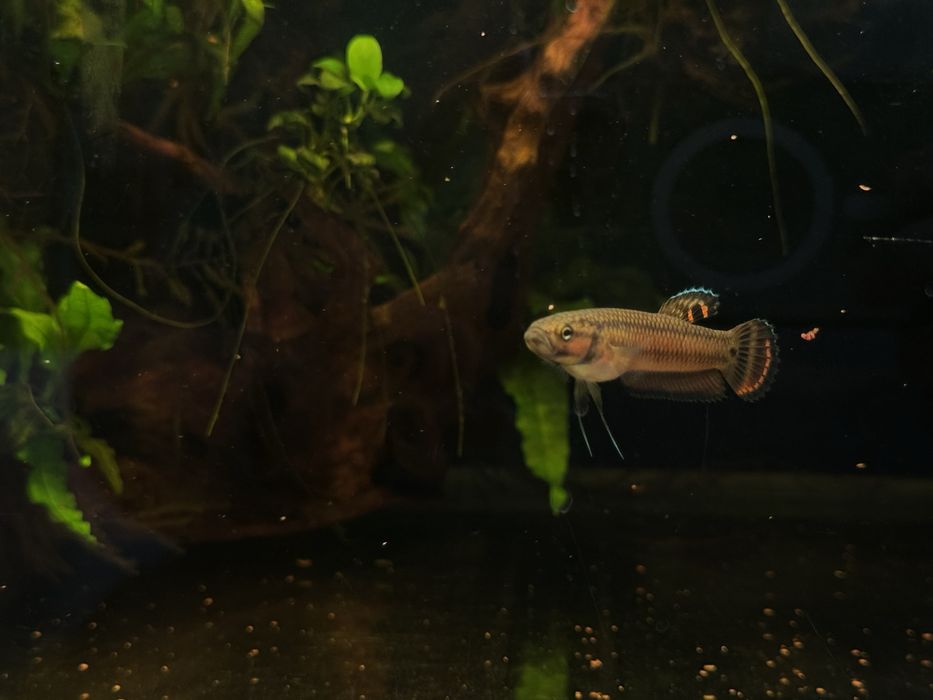 Bojownik plamooki / Betta Macrostoma |  PARA HODOWLANA