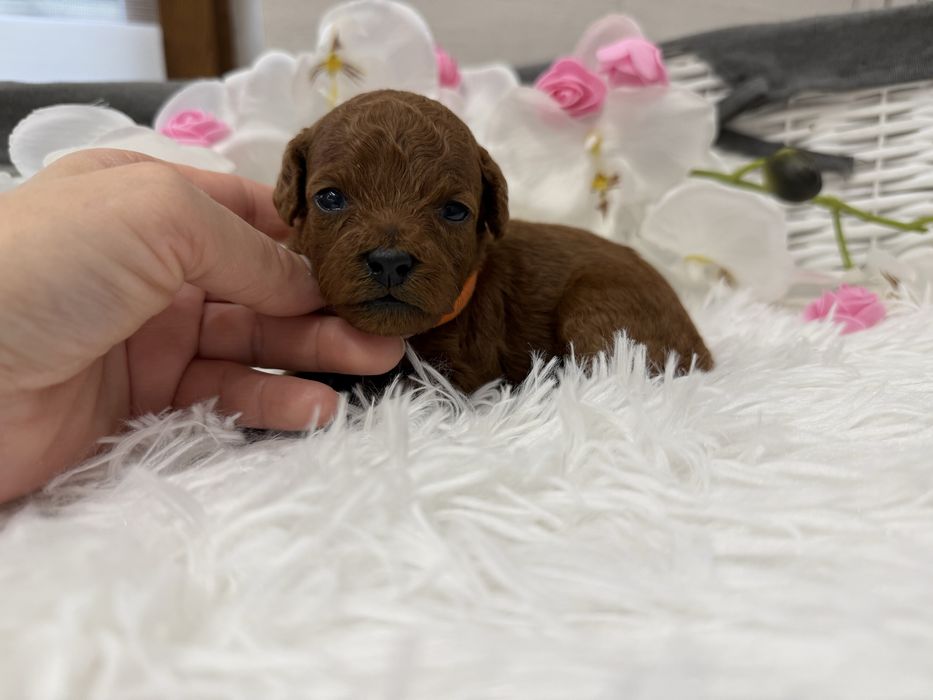 Pudel toy red, malutki chlopiec, badania. REZERWACJA.