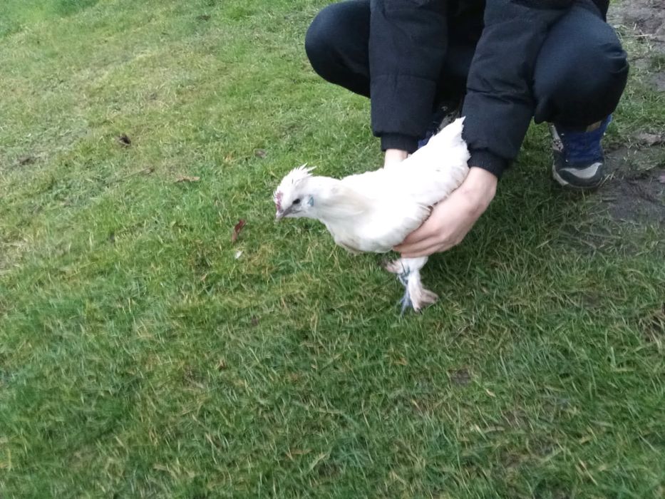 Sprzedam młode koguty mix